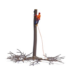 7972 Baumabtragung